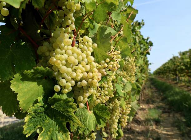 istock Glera grapes on vine. It is the variety of grape from which Prosecco is produced. 2169282987