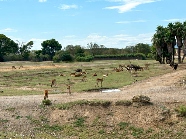 istock A group of wild animals in freedom 2169284063