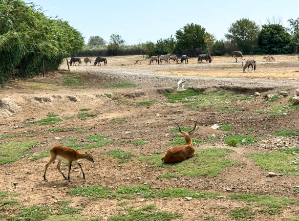 Animals in freedom in an African reserve