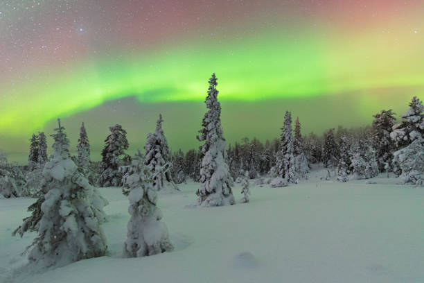 istock Snow-covered forest under northern lights, Lapland 2169288141