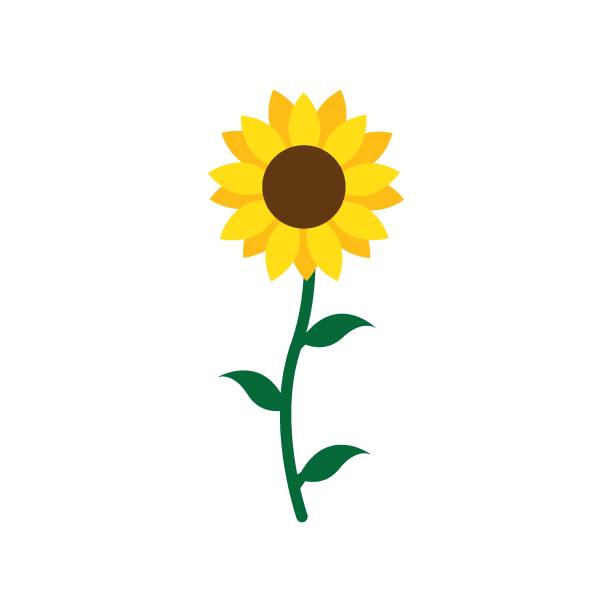 Sunflower logo icon Sunflower logo icon illustration flat design orange sunflower stock illustrations