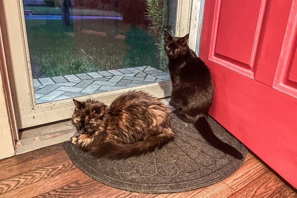istock Domestic House Cats Rest By Front Door 2169292002
