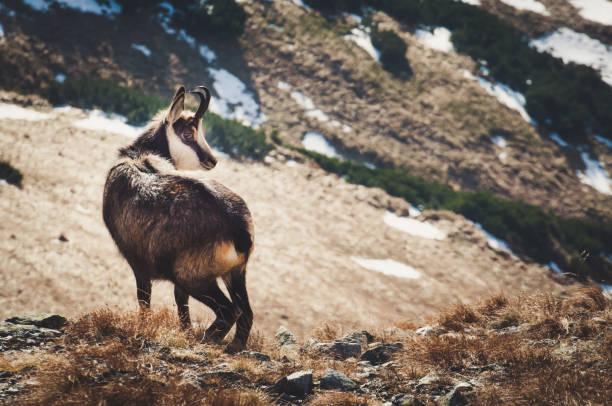 istock Mountain animals, chamois. 2169292074