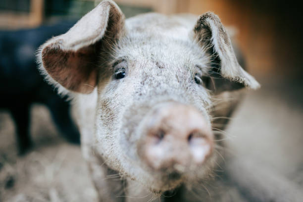 istock Pig Portrait on Small Farm 2169292790