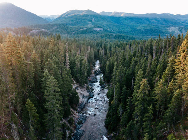 Beautiful Mountain Forest and River Scenics