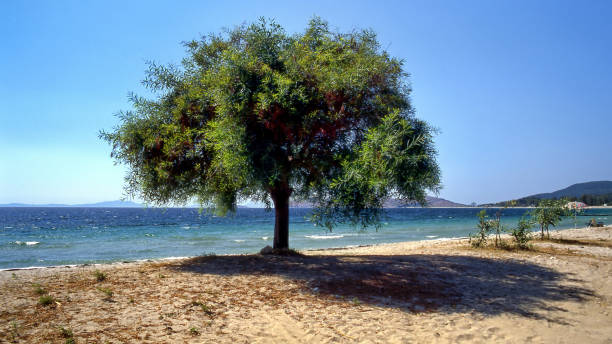 tree on a beach against the sea