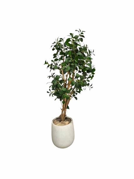 istock Tree in ceramic pot isolated on white background. Plants growing in pots or planters. beautiful natural home decorations. Interior design 2169297124