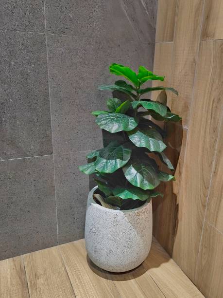 istock Tree in ceramic pot. Plants growing in pots or planters. beautiful natural home decorations. Interior design 2169297177