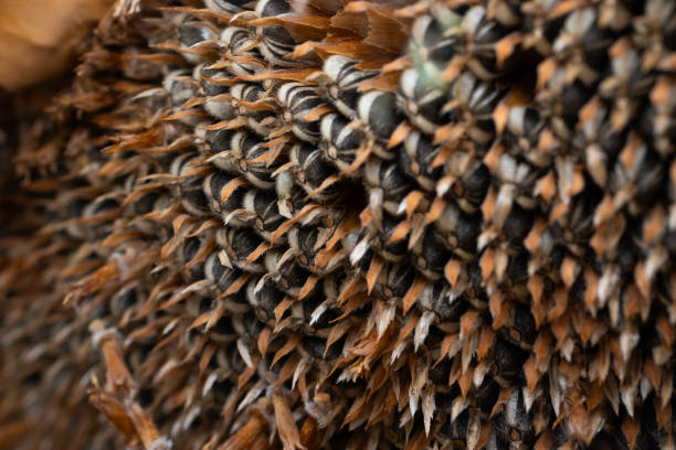 Sunflower head close up