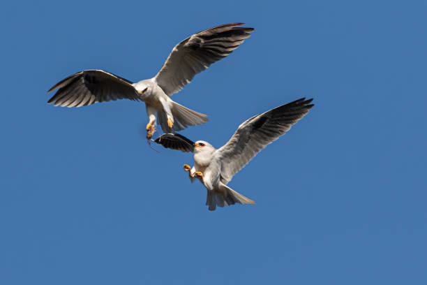 White-tailed kites are extremely beautiful birds of prey that have a unique system of feeding the family.  After the male hunts for a small rodent, like pictured here, it transfers the prey mid-air to the mother so she can feed their offspring.  I captured this intriguing process in a beautiful moment where the female brings her talons up in preparation to catch the mouse from her mate.
