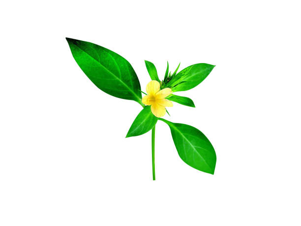 istock Barleria prionitis plant and flower 2169305075