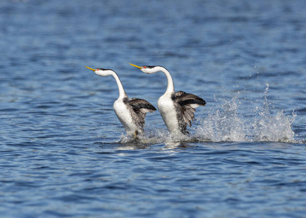 istock In Sync - Western Grebes Dancing on the Water in Irvine, CA 2169309441