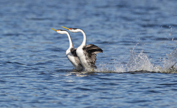 istock Dancing Together - Western Grebes in Irvine, CA 2169309456