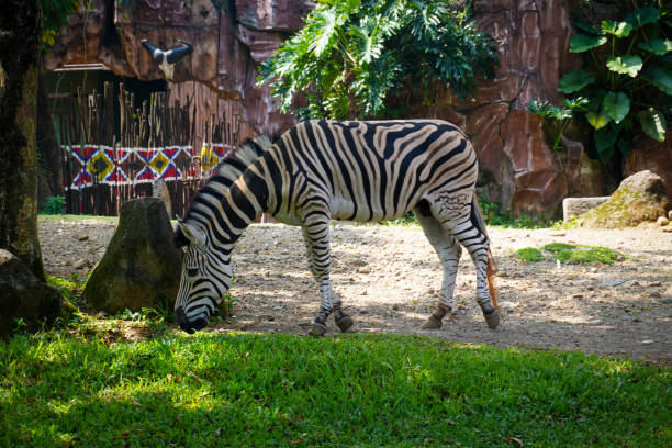 Beautiful black and white stripe zebra, or also known as Equus quagga, unique mammal, zebra grazing in the private ranch, good for multimedia content creation