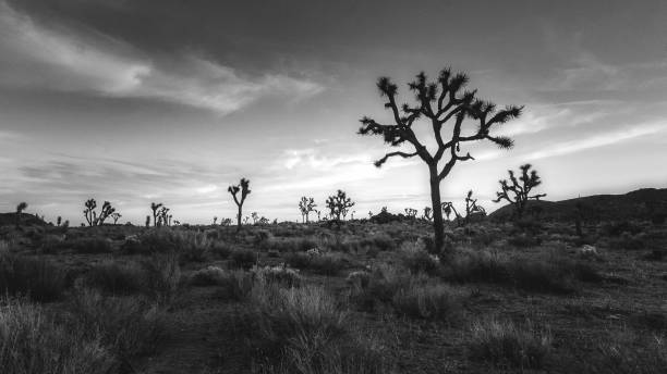 istock Joshua Trees at Dusk 2169312168