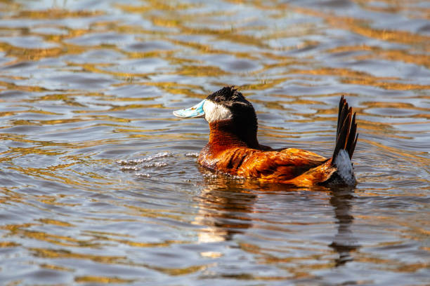 istock Ruddy Duck, Male 2169312500