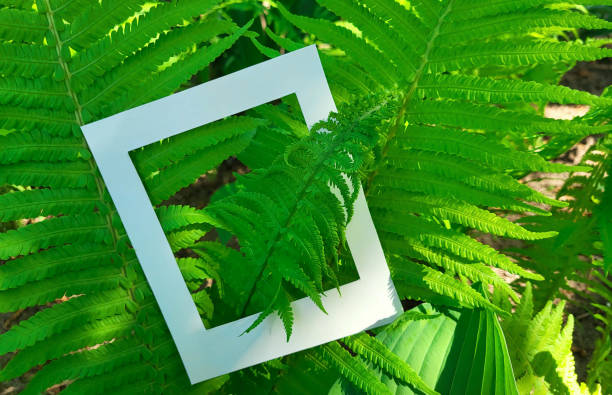 Fresh green fern branches and a cardboard white photo frame. Flat surface, top view.