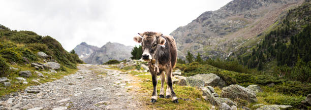 istock a mountain cow in the alps panorama 2169315670