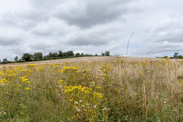 istock A field of golden ragwort 2169316285