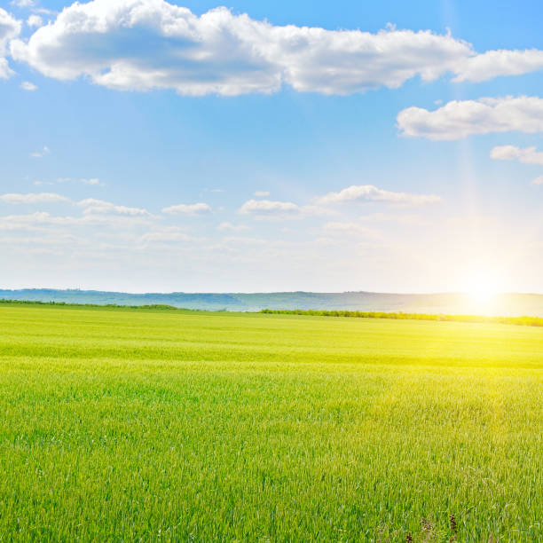 istock Green wheat field and sunrise. 2169316649