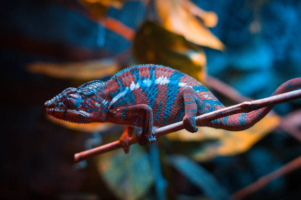 istock A chameleon blending into its surroundings, perched on a branch. 2169321395