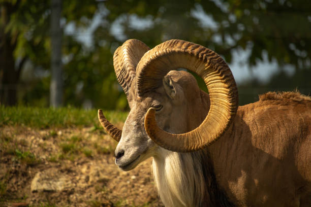 Male argali. Wild Altai mountain sheep with mighty spiral horns.