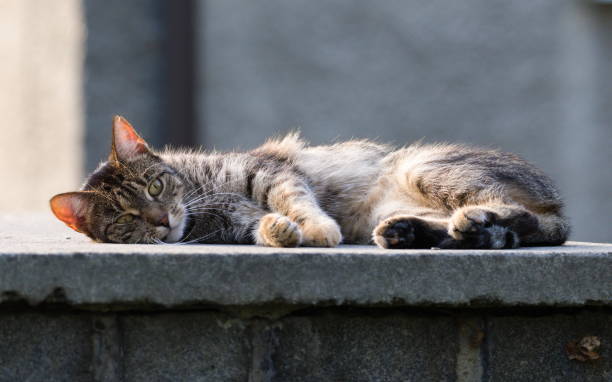 istock Lazy domestic cat is sleeping outside in summer. 2169323677