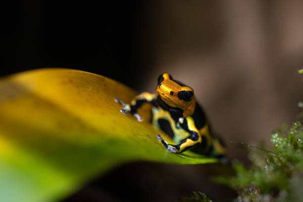 istock Mimic poison frog Intermedius, Ranitomeya imitator Intermedius 2169323695