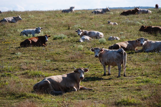 Cows resting on the Seiser Alm or Alpe di Siusi  during springtime in the Dolomites. Yellow spring flowers in the meadows and some wooden chalets sheds on the high plain in the Alps, Trentino Alto Adige, South Tyrol, Italy.
