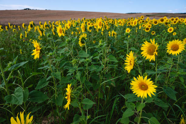 istock sunflower field under blue sky 2169325509