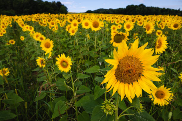 A vibrant sunflower field stretching into the distance under a clear blue sky. The bright yellow flowers stand tall, creating a stunning contrast against the green leaves and the distant treeline.