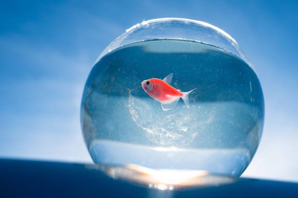 One orange fish in transparent aquarium side view isolated on studio background