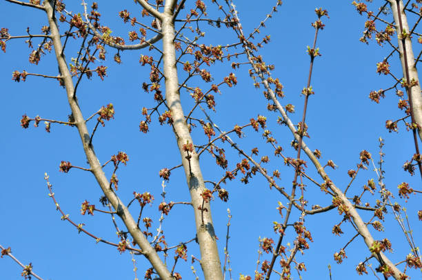 In nature, the ash maple (Acer negundo) blooms