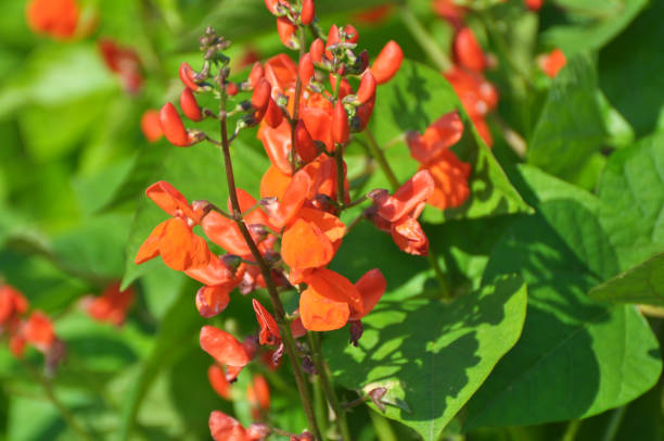 istock Common bean (Phaseolus vulgaris) is blooming in the garden 2169327754