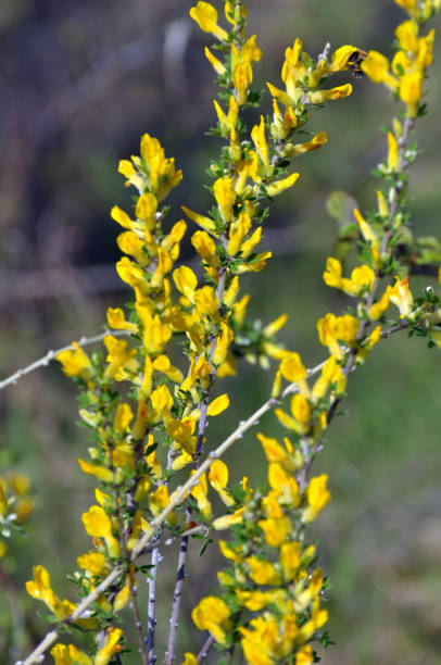 istock Chamaecytisus ruthenicus blooms in the wild 2169327876