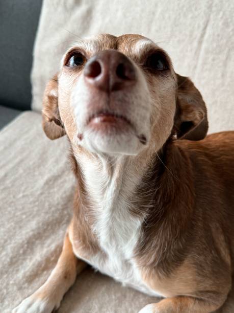 istock Small dog laying on the couch 2169328136