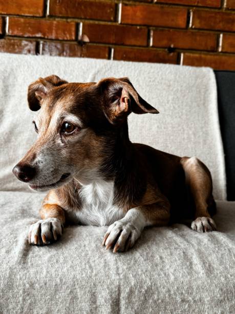 istock Small dog laying on the couch 2169328145