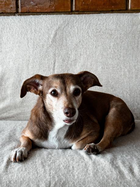 istock Small dog laying on the couch 2169328159