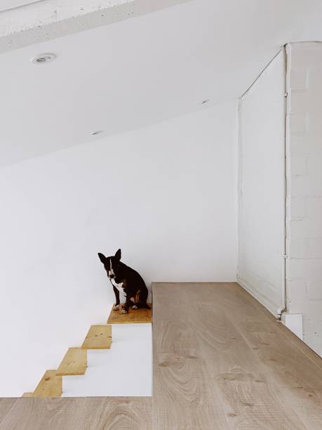 istock Bullterrier waiting by the stairs 2169328164