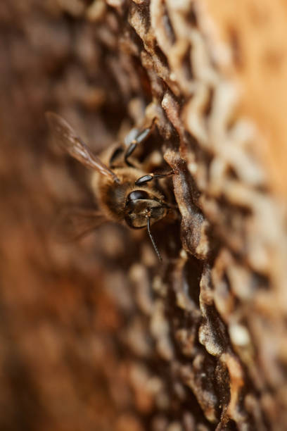 Selective focus of busy bee sitting on honeycomb producing honey, copy space