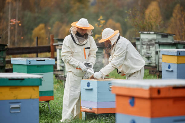 Beekeepers Using Bee Smoker during Honey Harvesting at Apiary Farm