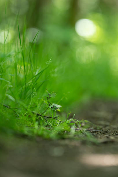 Small branch with leaves on the side of a walking path