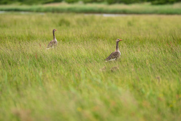 Two ducks in a green field