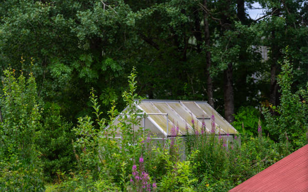 Small overgrown green house in a forest clearing