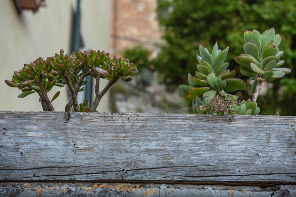 Succulent Plants in Wooden Pot Outdoors, Close-up