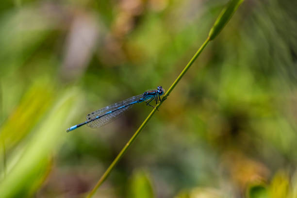 Irish Damselfly Coenagrion lunulatum perching on a grass straw