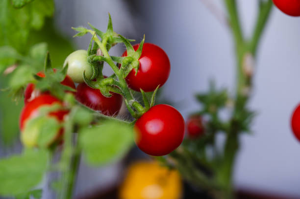 Fresh Cherry Tomatoes on the Vine