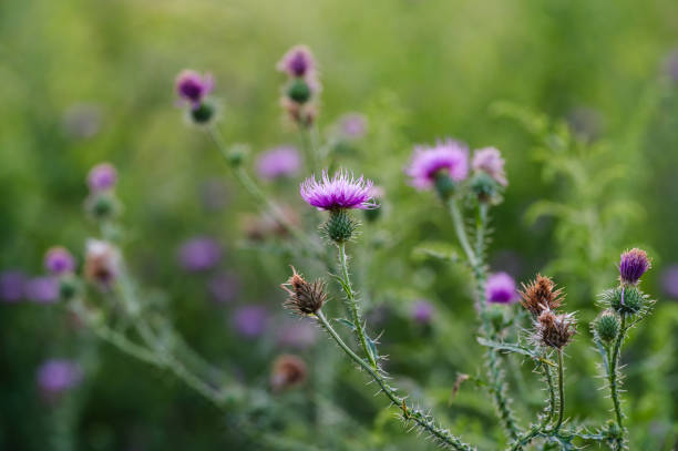 istock purple thistle flowers in natural setting 2169333371