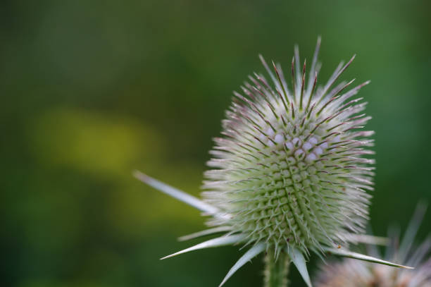 A close-up of white thistle flowers in bloom, showcasing their spiky texture and delicate petals. The green background is softly blurred, drawing attention to the intricate details of the blossoms.