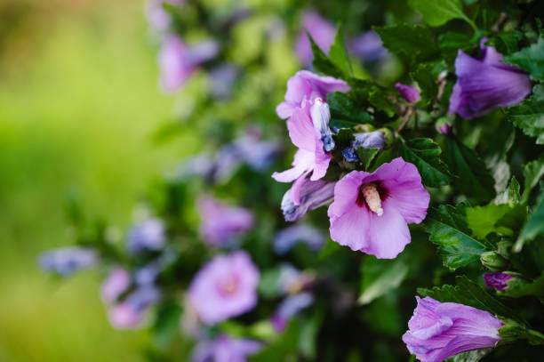 Pink hibiscus flowers in various stages of bloom adorn a lush green bush. The vibrant petals stand out against the greenery, with a softly blurred background emphasizing the natural beauty of the scene.